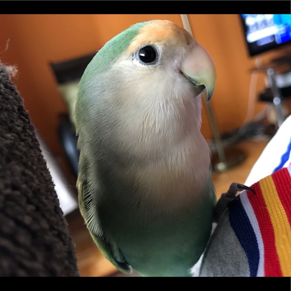 Meet your Posher, Raluca - Picture 1 of 1